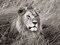 African lion, Masai Mara, Kenya Poster Print by Frank Krahmer - Item # VARPDX3FK3128
